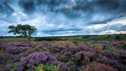 Hotels in New Forest