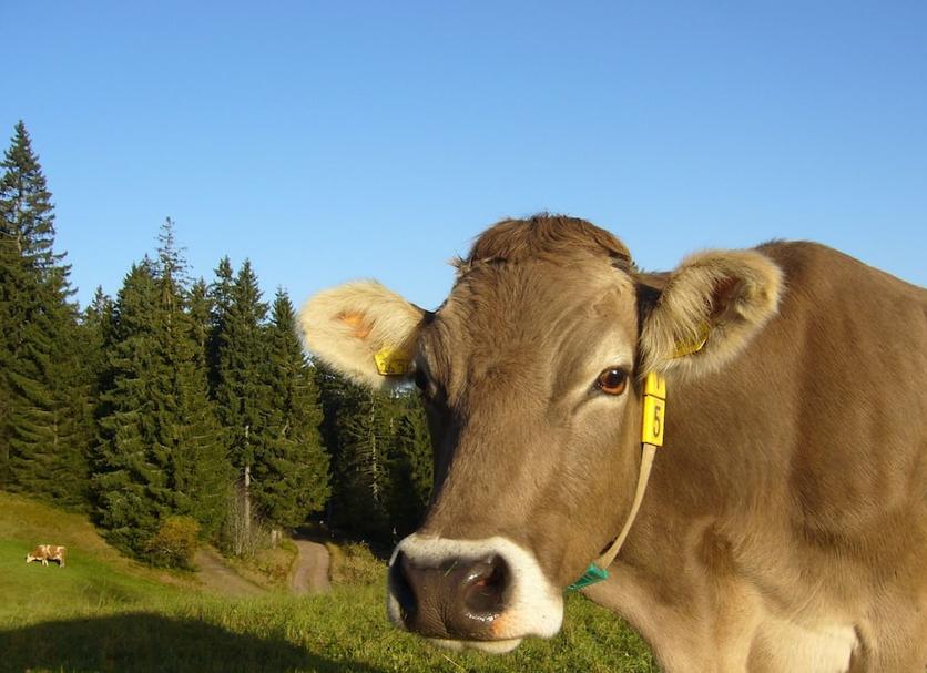 Sonstige Foto