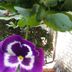 Sonstige