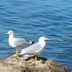 Sonstige