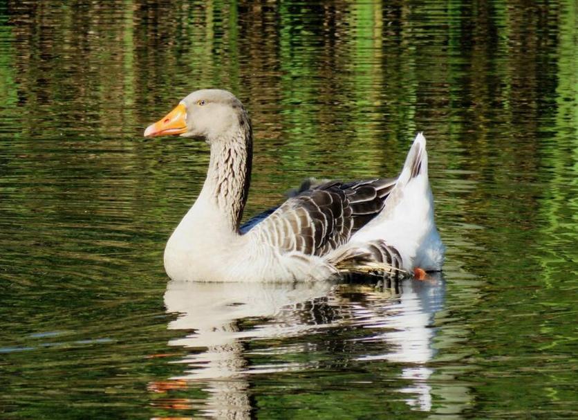 Sonstige Foto