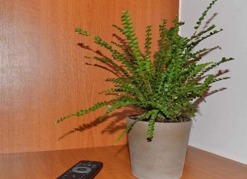 Zimmerausstattung Foto
