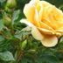 Sonstige