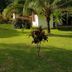 Sonstige