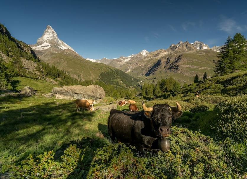 Sonstige Foto